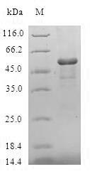 (Tris-Glycine gel) Discontinuous SDS-PAGE (reduced) with 5% enrichment gel and 15% separation gel. (Tris-Glycine gel) Discontinuous SDS-PAGE (reduced) with 5% enrichment gel and 15% separation gel.