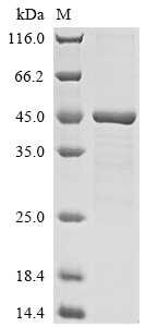 Recombinant Human Histone H2AX (H2AFX) - image 1