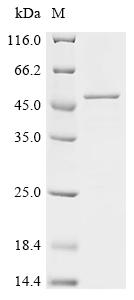 Recombinant Human Histone H3.3 (H3F3A) , partial - image 1