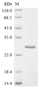 Recombinant Human Hepcidin (HAMP) , partial - image 1