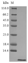 SDS-PAGE- Recombinant protein Larimichthys hamp