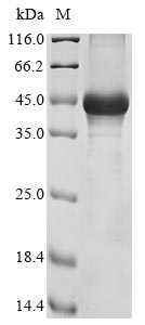 Recombinant Mouse Hyaluronan and proteoglycan link protein 3 (Hapln3) - image 1