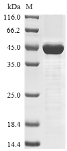Recombinant Human Hyaluronan and proteoglycan link protein 4 (HAPLN4) - image 1