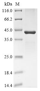 (Tris-Glycine gel) Discontinuous SDS-PAGE (reduced) with 5% enrichment gel and 15% separation gel.
