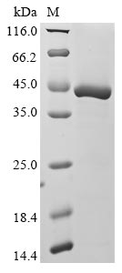 Recombinant Human Hemoglobin subunit delta (HBD) - image 1