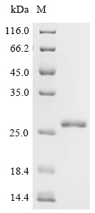 Recombinant Human Ragulator complex protein LAMTOR5 (LAMTOR5) - image 1