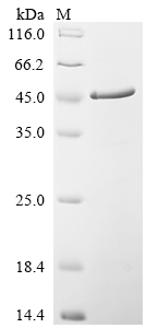 Recombinant Human Hepatoma-derived growth factor (HDGF) - image 1