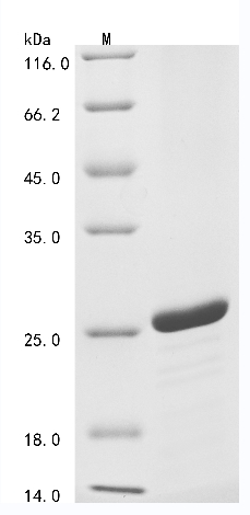 Recombinant Human Histone H2B type 1-K (H2BC12) - image 1