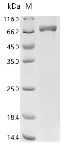 CSB-EP010594HU