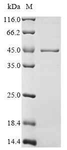 Recombinant Mouse Heterogeneous nuclear ribonucleoproteins A2/B1 (Hnrnpa2b1) - image 1