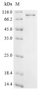 Recombinant Mouse Heterogeneous nuclear ribonucleoprotein L-like (Hnrpll) - image 1