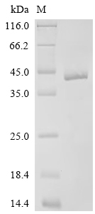 Recombinant Drosophila melanogaster 5-hydroxytryptamine receptor 2B (5-HT1B) , partial - image 1
