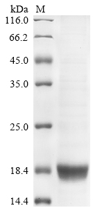 Recombinant Human Interferon beta (IFNB1) - image 1