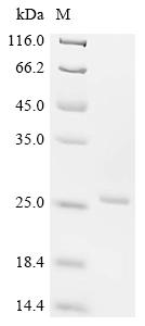 Recombinant Dog Interferon gamma (IFNG) - image 1