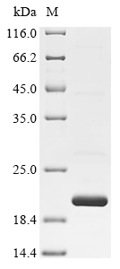 Recombinant Mesocricetus auratus Interferon gamma (IFNG) - image 1