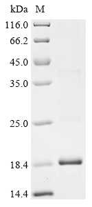 Recombinant Mesocricetus auratus Interferon gamma (IFNG) - image 1