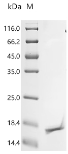 Recombinant Bovine Insulin-like growth factor I (IGF1) - image 1