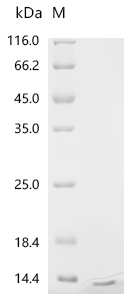 Recombinant Chicken Insulin-like growth factor I (IGF1) - image 1