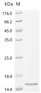 Recombinant Goat Insulin-like growth factor I (IGF1) - image 1
