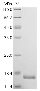 Recombinant Bovine Insulin-like growth factor II (IGF2) - image 1