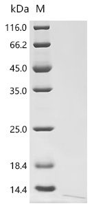 Recombinant Bovine Insulin-like growth factor II (IGF2) - image 1