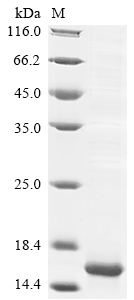 Recombinant Mouse Insulin-like growth factor II (Igf2) - image 1