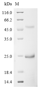 Recombinant Bovine Cation-independent mannose-6-phosphate receptor (IGF2R) , partial - image 1