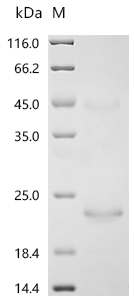 Recombinant Bovine Cation-independent mannose-6-phosphate receptor (IGF2R) , partial - image 1