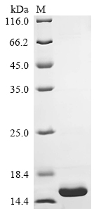 Recombinant Human Immunoglobulin lambda constant 1 (IGLC1) - image 1
