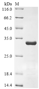 Recombinant Human Immunoglobulin lambda constant 1 (IGLC1) - image 1