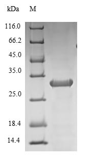 SDS-PAGE- Recombinant protein Macaca IL10