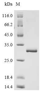 Recombinant Human Interleukin-12 subunit alpha (IL12A) - image 1