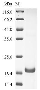 Recombinant Human Interleukin-13 (IL13) - image 1