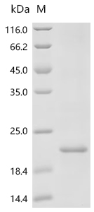 Recombinant Mouse Interleukin-13 (Il13) - image 1