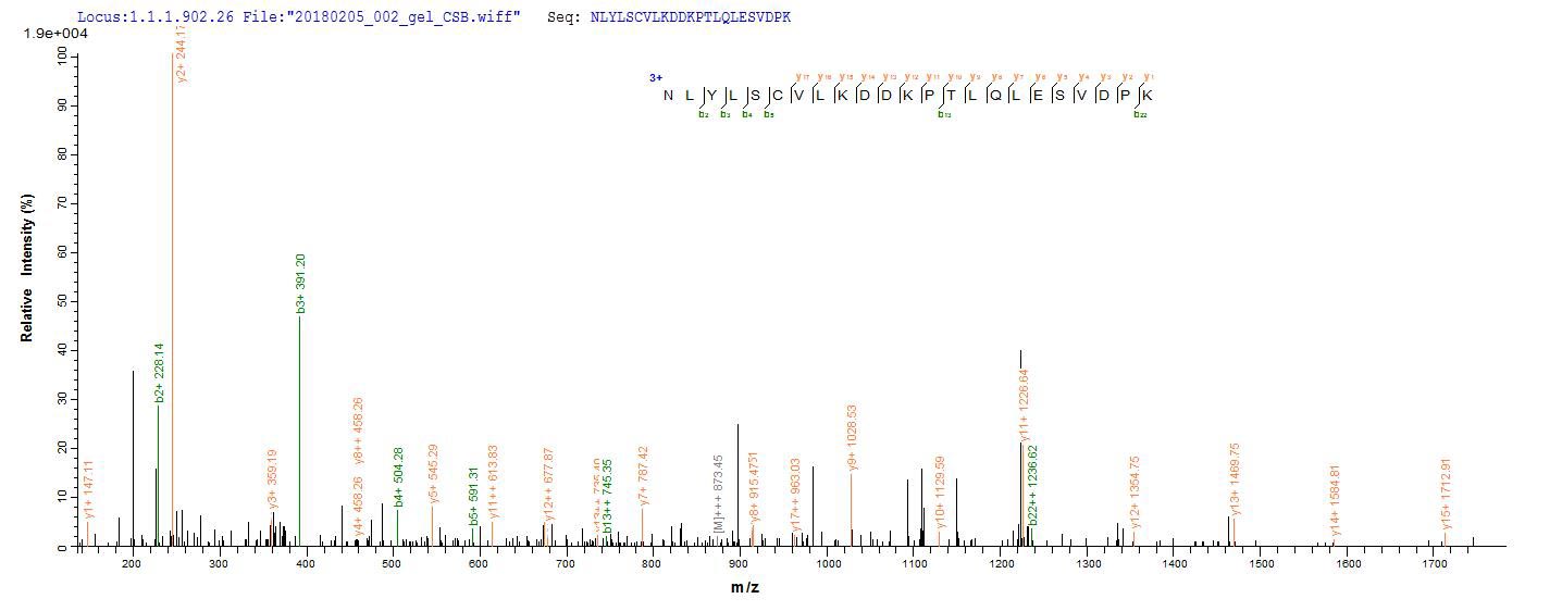 LC-MS Analysis 2- Recombinant protein Human IL1B
