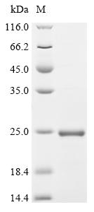 Recombinant Bovine Interleukin-3 (IL3) - image 1