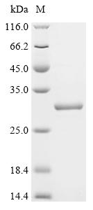 Recombinant Bovine Interleukin-6 (IL6) - image 1