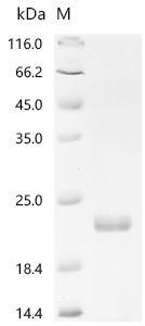 Recombinant Human Interleukin-6 (IL6) - image 1