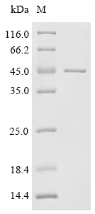 Recombinant Pig Interleukin-6 receptor subunit alpha (IL6R) , partial - image 1