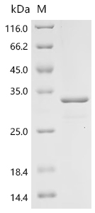 Recombinant Bovine Interleukin-8 (CXCL8) - image 1