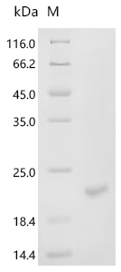 Recombinant Mouse Inhibin beta C chain (Inhbc) , partial - image 1