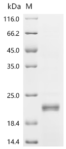 Recombinant Rat norvegicus Inhibin beta C chain (Inhbc) , partial - image 1