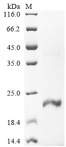 Recombinant Human Inhibin beta E chain (INHBE) - image 1