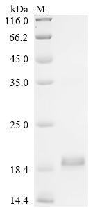 Recombinant Human Inhibin beta E chain (INHBE) - image 1