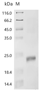 Recombinant Mouse Inhibin beta E chain (Inhbe) - image 1