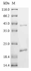 Recombinant Bovine Insulin-like 3 (INSL3) , partial - image 1