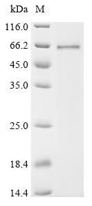 Recombinant Mouse Interleukin-1 receptor-associated kinase 4 (Irak4) - image 1