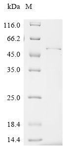Recombinant Mouse Interferon regulatory factor 1 (Irf1) - image 1