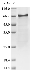 Recombinant Human Interferon regulatory factor 7 (IRF7) - image 1