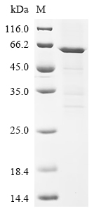 Recombinant Mouse Interferon regulatory factor 7 (Irf7) - image 1